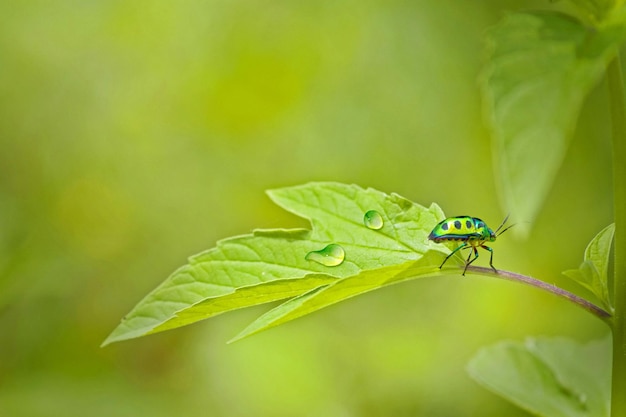 Vue rapprochée de l'insecte sur la tige
