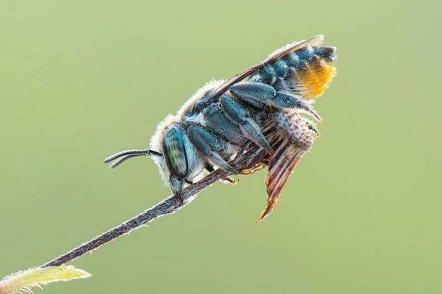 Photo vue rapprochée de l'insecte sur la tige