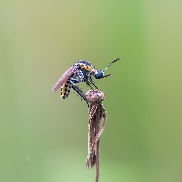 Vue rapprochée d'un insecte en train de polliniser une fleur