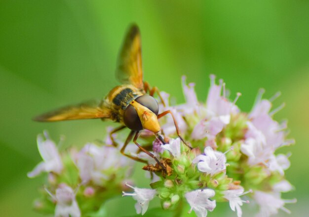 Photo vue rapprochée d'un insecte en train de polliniser une fleur