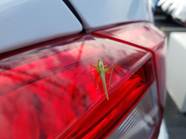 Photo vue rapprochée d'un insecte sur une voiture