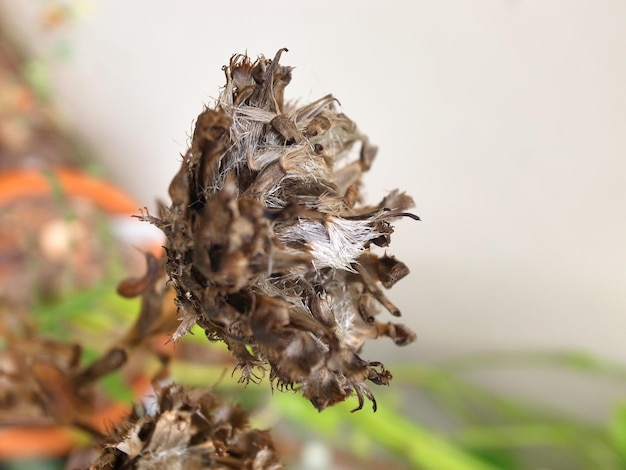 Photo vue rapprochée d'un insecte