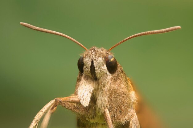 Photo vue rapprochée d'un insecte