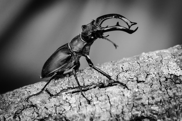 Vue rapprochée d'un insecte