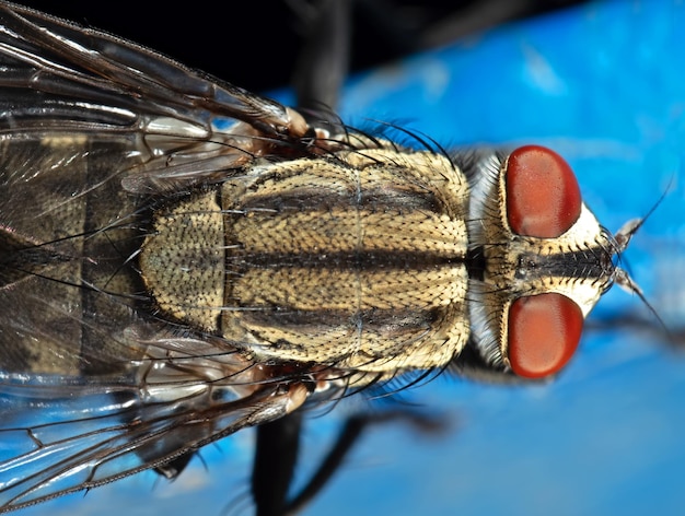 Vue rapprochée d'un insecte