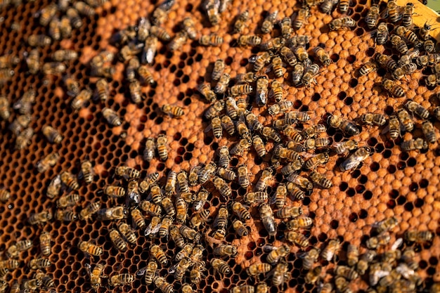 Vue rapprochée des insectes abeilles sur le cadre en nid d'abeille Cadres de ruche à corps ouvert