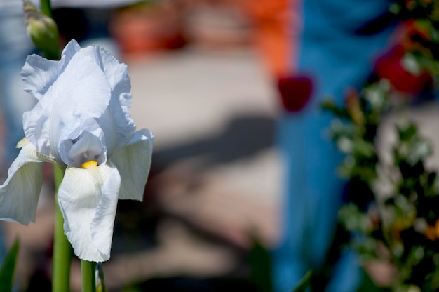 Photo vue rapprochée de l'iris blanc