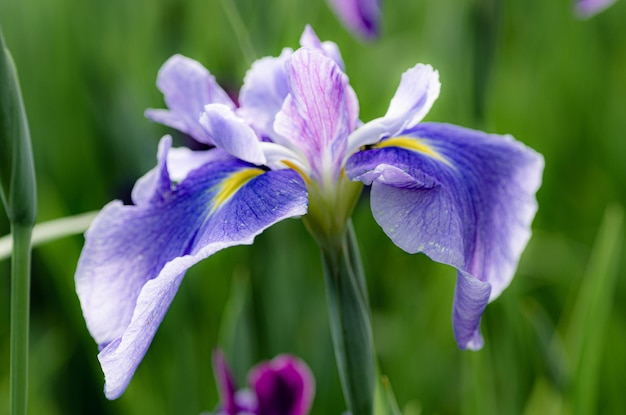 Photo vue rapprochée de l'iris violet