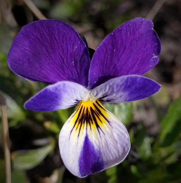 Vue rapprochée de l'iris violet