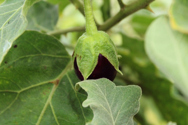 Une vue rapprochée de la jeune aubergine (brinjal).