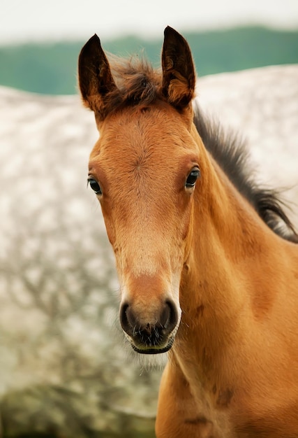 Vue rapprochée d'un jeune cheval