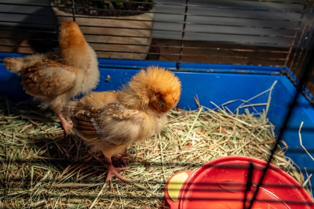 Photo vue rapprochée d'un jeune oiseau