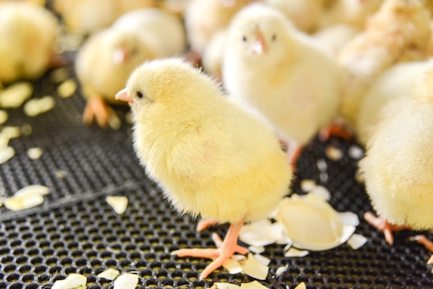 Vue rapprochée des jeunes oiseaux