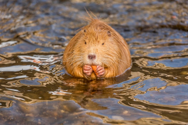 Vue rapprochée d'une jolie loutre humide dans les eaux peu profondes