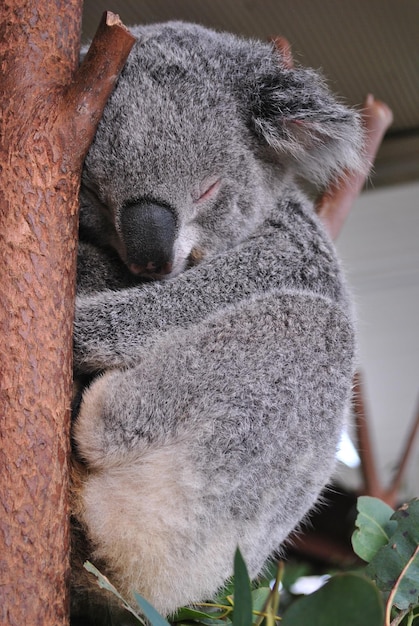 Vue rapprochée d'un koala endormi