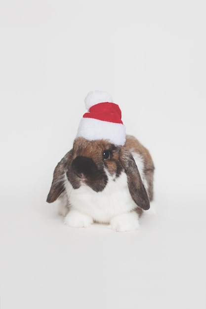 Photo vue rapprochée d'un lapin dans un chapeau de père noël sur un fond blanc