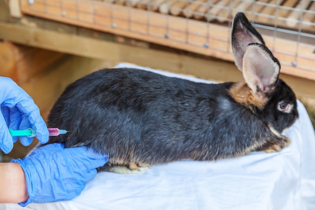 Photo vue rapprochée d'un lapin sur le lit