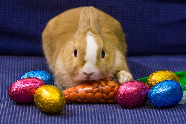 Vue rapprochée d'un lapin à Pâques