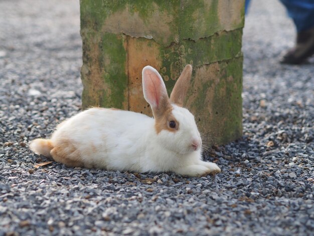 Photo vue rapprochée d'un lapin sur la route