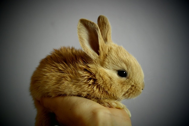 Photo vue rapprochée d'un lapin tenant la main