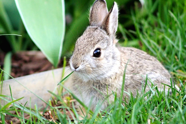 Photo vue rapprochée d'un lapin sur le terrain