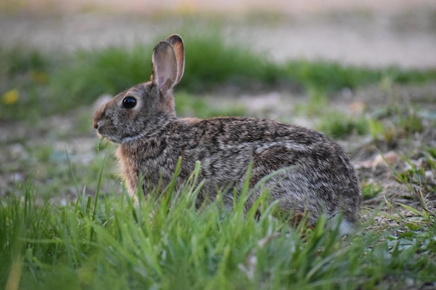 Photo vue rapprochée d'un lapin sur le terrain