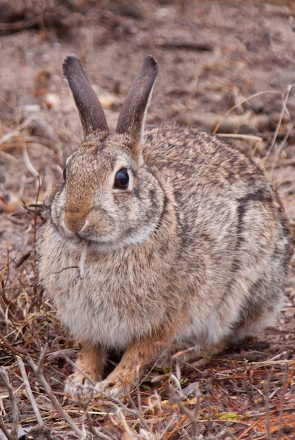 Photo vue rapprochée d'un lapin sur le terrain