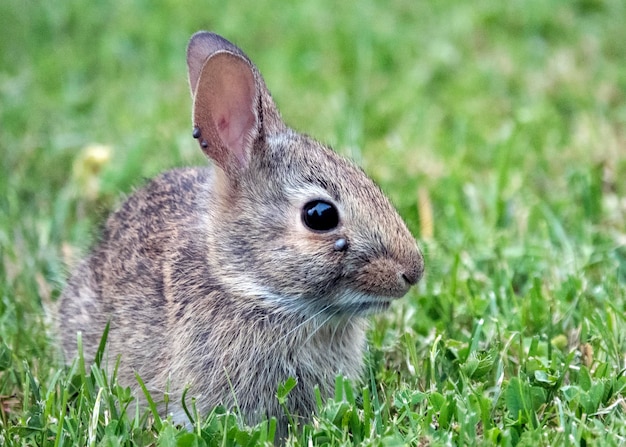 Photo vue rapprochée d'un lapin sur le terrain