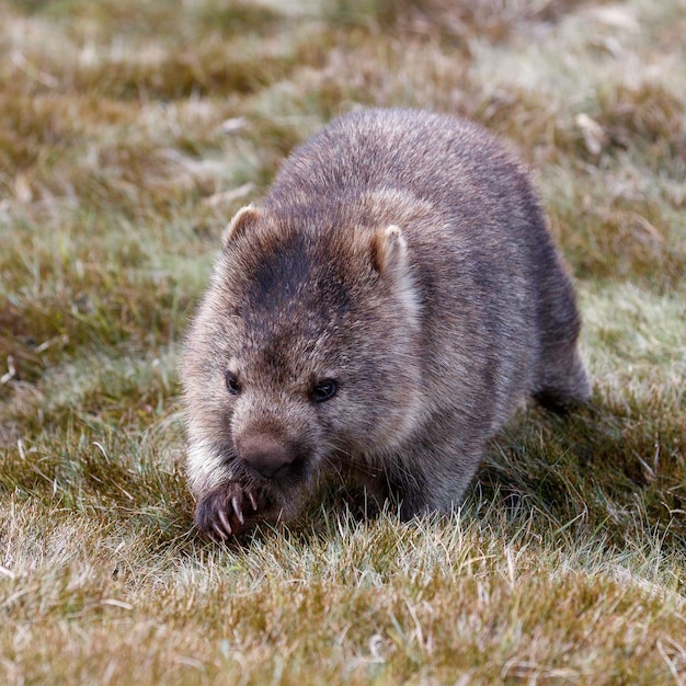 Vue rapprochée d'un lapin sur le terrain