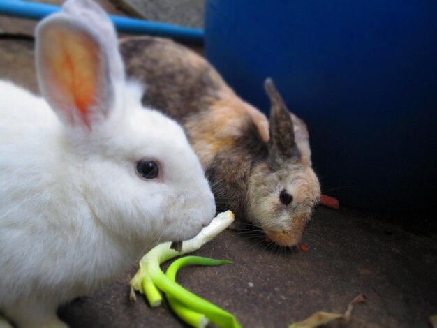 Photo vue rapprochée des lapins