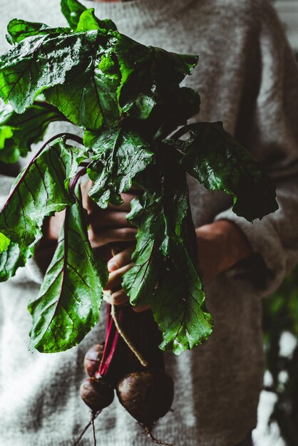 Photo vue rapprochée des légumes et des feuilles