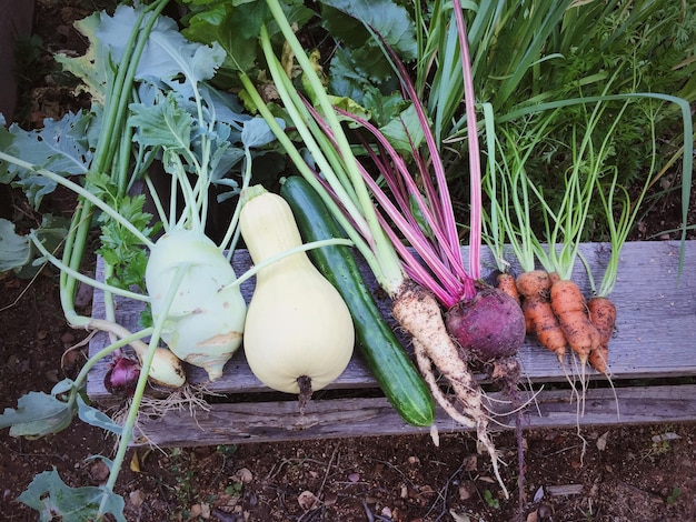 Photo vue rapprochée des légumes récoltés