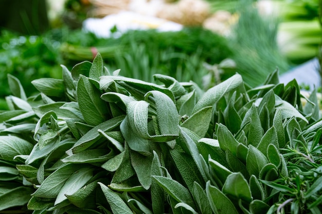 Vue rapprochée des légumes verts frais