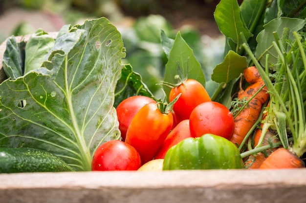 Vue rapprochée des légumes