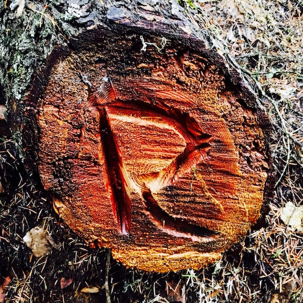 Photo vue rapprochée de la lettre r sur la souche d'un arbre