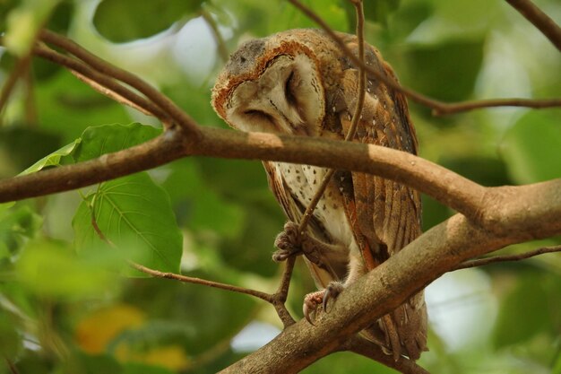 Photo vue rapprochée d'un lézard sur une branche