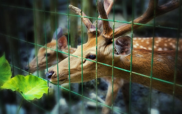 Vue rapprochée d'un lézard en cage