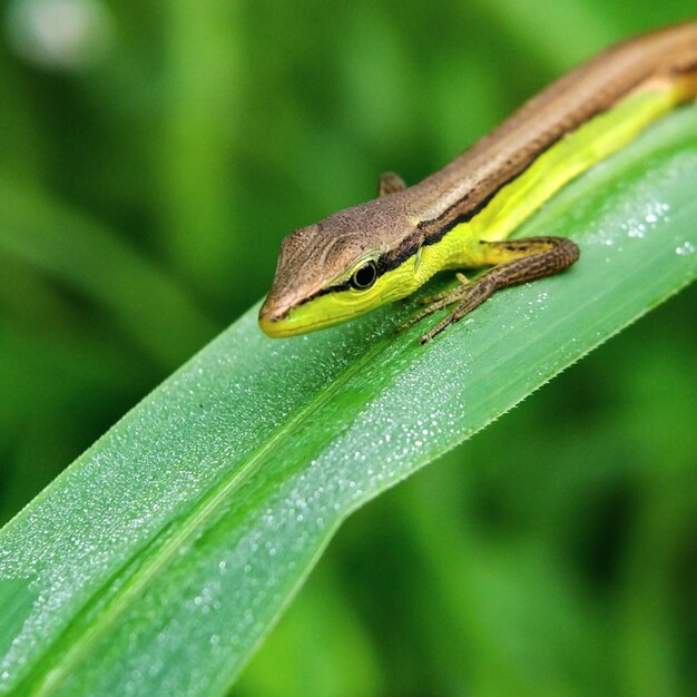 Photo vue rapprochée d'un lézard sur une feuille