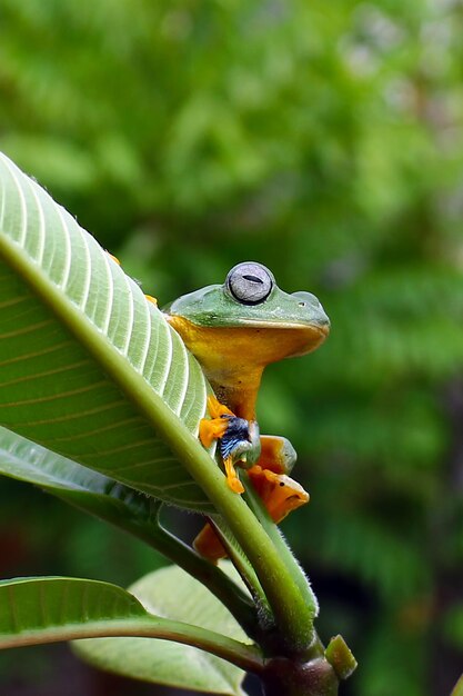 Vue rapprochée d'un lézard sur une feuille