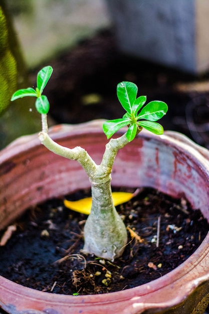 Vue rapprochée d'un lézard sur une plante en pot