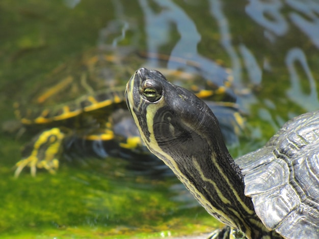 Vue rapprochée d'un lézard sur une roche dans un lac