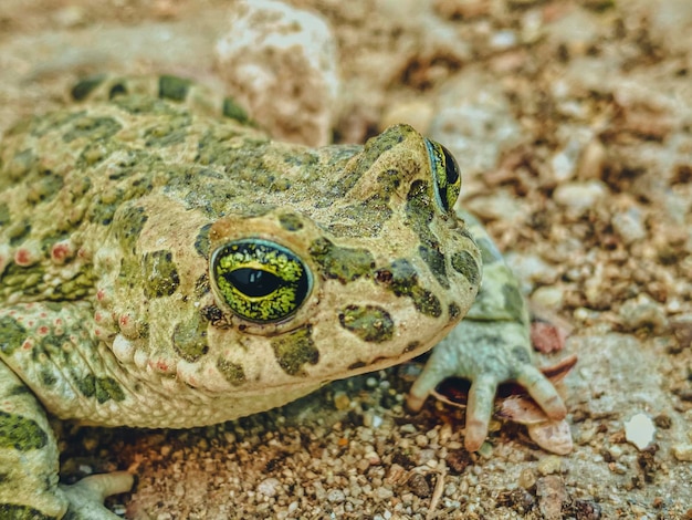 Photo vue rapprochée d'un lézard sur le rocher