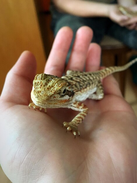 Vue rapprochée d'un lézard tenant la main