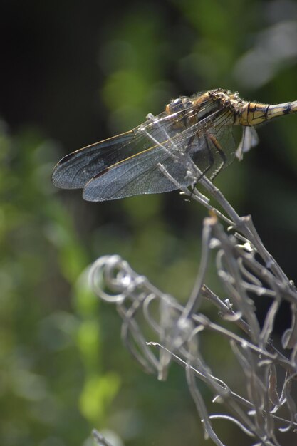 Photo vue rapprochée d'une libellule sur une brindille