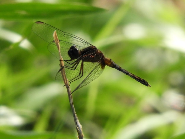 Vue rapprochée d'une libellule sur une feuille