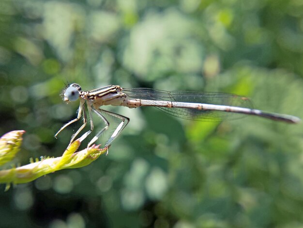 Photo vue rapprochée d'une libellule sur une feuille