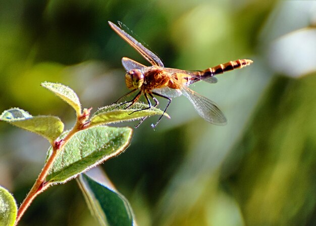 Photo vue rapprochée d'une libellule perchée sur une plante