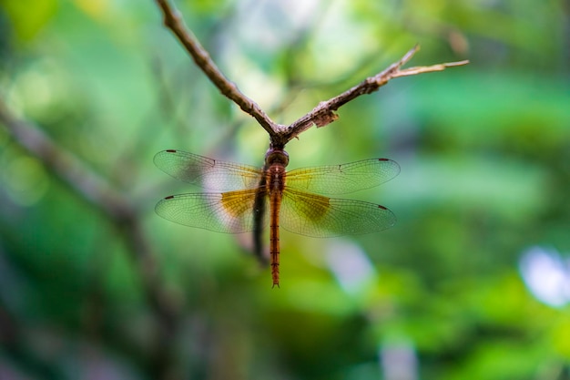 Vue rapprochée de la libellule sur la plante