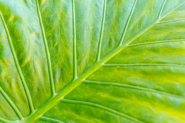 Vue rapprochée des lignes et de la texture de la feuille de palmier vert. Fond naturel.