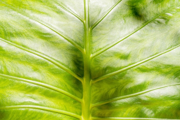 Vue rapprochée des lignes et de la texture de la feuille de palmier vert